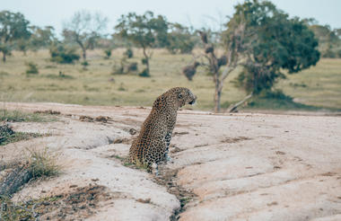 Leopard on Chitwa dam wall