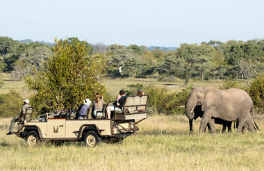 Elephant introduction