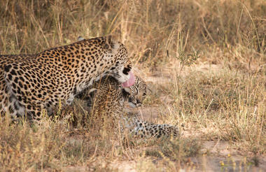Chitwa leopards and cubs