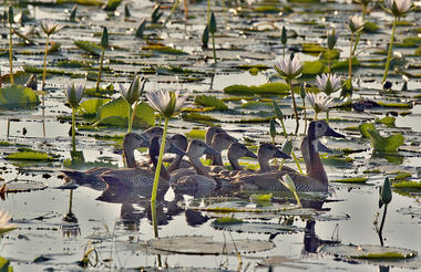 White faced Duck Brood