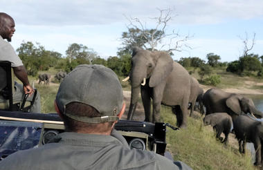 Elephant at Scotia Dam
