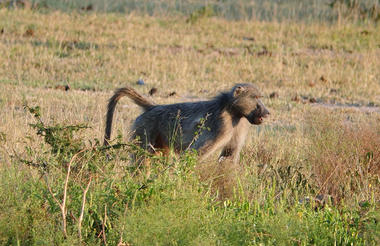 Baboon