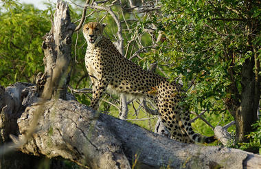Cheetah