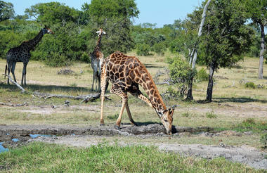 Giraffe