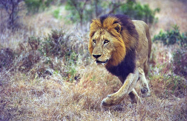 Lion