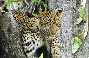 Leopard
