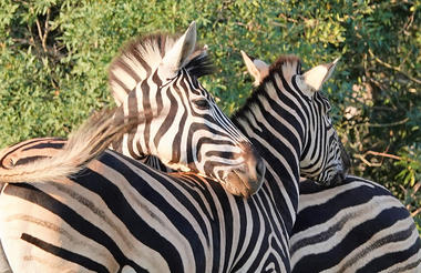 Zebra