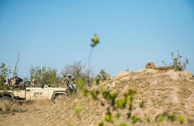 Cheetah on Safari