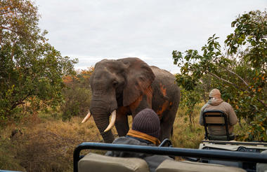 Elephant on Safari