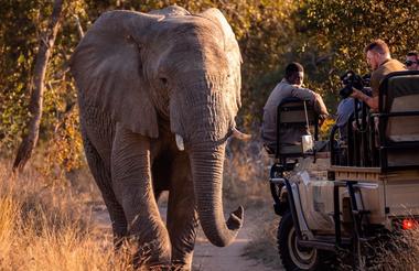 Game drive