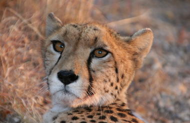 View Carnivores