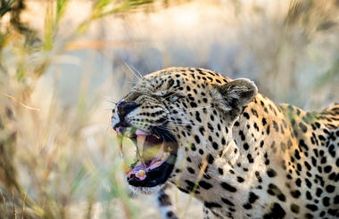 View Carnivores