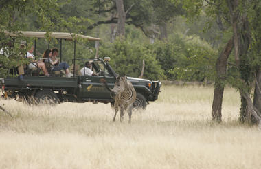 Zebra in Mosi-ao-Tunya National Park