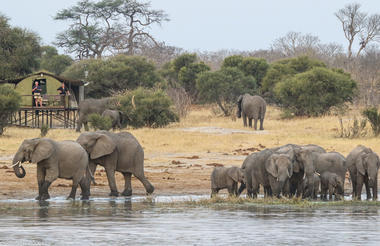 Elephants drinking at Steve's Pan at Jozi