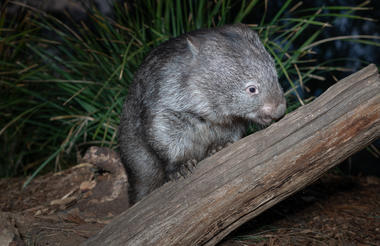Bare nosed wombat at Bonorong