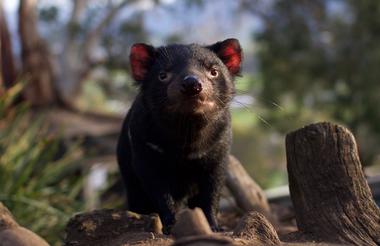 Tasmanian devils at Bonorong