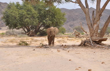Desert adapted elephants spotted during elephant tracking activity.