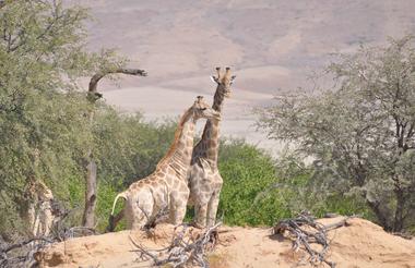 Hoanib giraffe