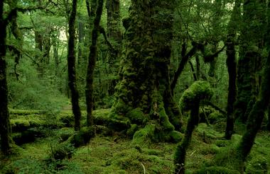 Fiordland Forest