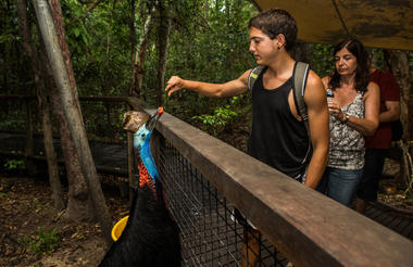 Cassowary Feeding 