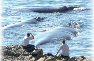 Whale Watching