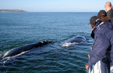These 'gentle giants' are very inquisitive