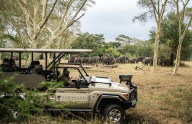Elephants close by