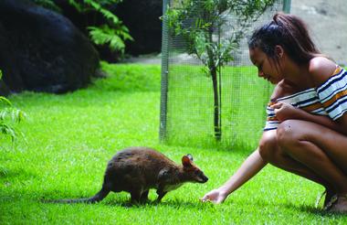 Wallaby Feeding