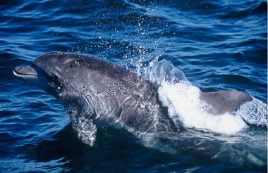 Bottlenose Dolphins - Ocean Safaris Plettenberg Bay