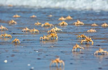 Wildliefe - crabs on beach