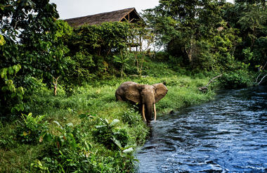 Mboko Lodge - Kamba African Rainforest Experiences