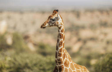 Elewana Collection Loisaba Tented Camp