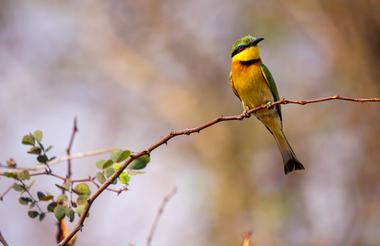 Matetsi Victoria Falls_Bee-eater