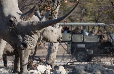 Ongava Lodge