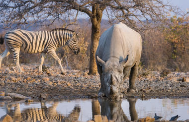 Ongava Hide