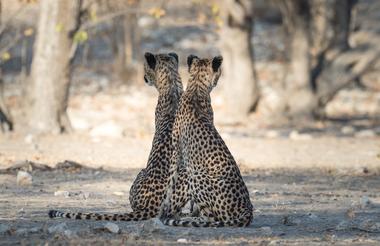 Ongava Tented Camp