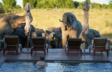 Somalisa Expeditions Elephant