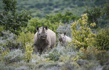 Rhino at Kwandwe