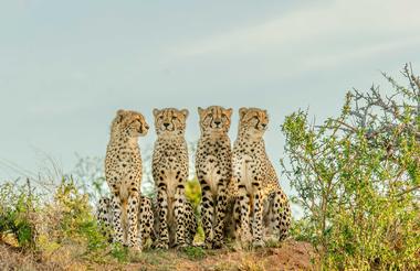 Cheetahs at Kwandwe