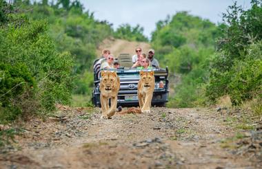 Lions at Kwandwe