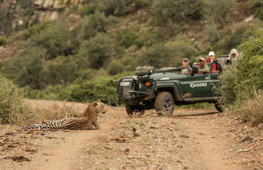 Leopard at Kwandwe