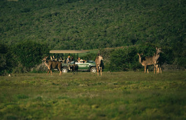 Game Drive Experience