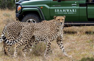 Game Drive Experience