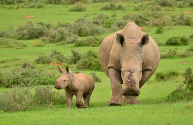 Rhino poaching survivor Thandi