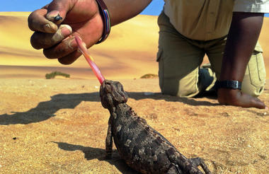 Namaqua chameleon