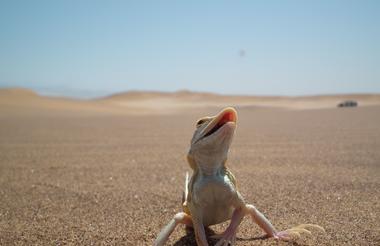 Sand-diving lizard
