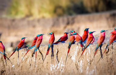 Carmine Bee Eaters