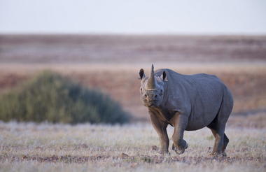 Wilderness Desert Rhino Camp