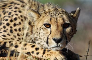 Okonijma Cheetah Project