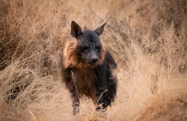 Brown Hyaena Tracking